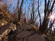 16 Bello il bosco di carpini neri baciati dal sole